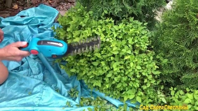 Красивый УХОЖЕННЫЙ сад. Вопросы-Ответы#ландшафтныйдизайндачисвоимируками#красивыерастениядлясада