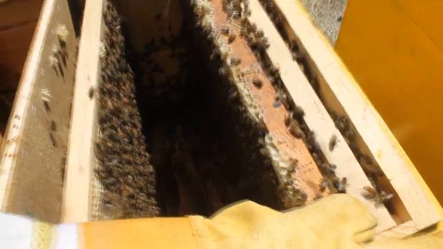 Замена матки. Этап №4.Матка сеет яйца.