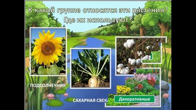 Значение растений в природе и жизни человека