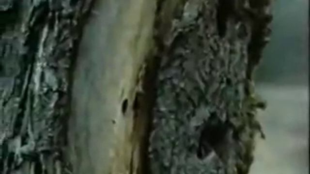 Военная археология. Мясной бор.