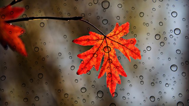 ☔️ Шум дождя 3 часа. Осенний дождь.? Звуки дождя для сна. Белый шум для новорожденных.