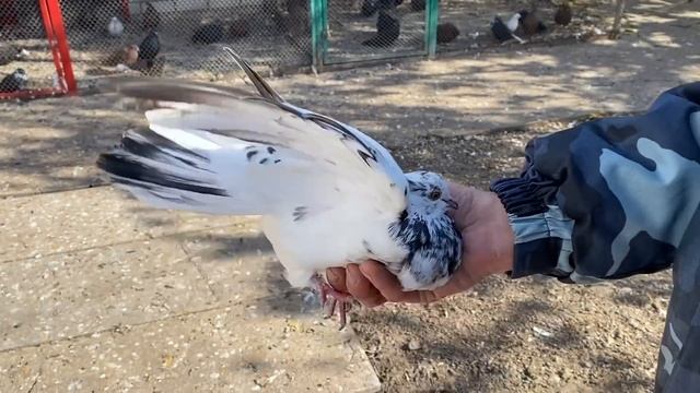 Николаевские голуби с банточным полетом, миф или реальность. Сизые и молочные николаевские голуби.