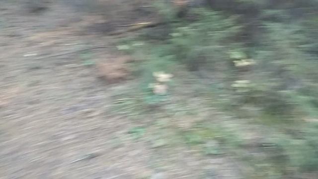 Собираем грибы