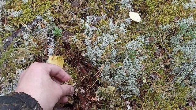 Сбор исландского мха