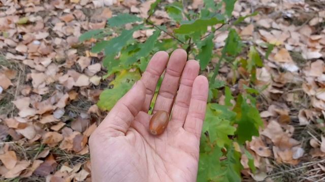 Посадка дуба из желудя