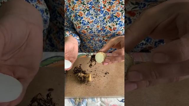 Фокея Эдулис (Fockea Edulis) Часть1: Обрезка корня