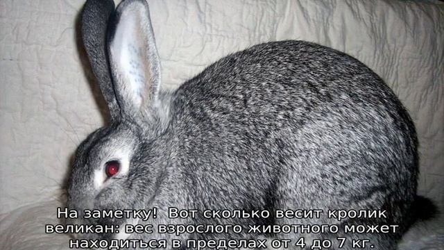 Вес кроликов по месяцам — таблица