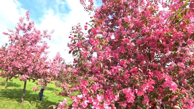 КРАСИВЕЙШИЕ РОЗОВЫЕ ЯБЛОНИ.  ЯБЛОНЯ НЕДЗВЕЦКОГО