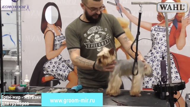 Стрижка йоркширского терьера. Роман Фомин. Мастер-класс по грумингу йорка