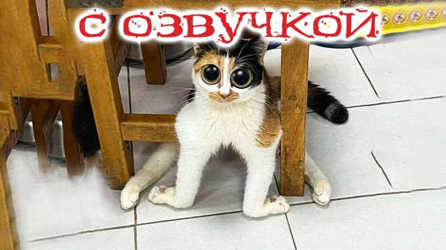 ПРИКОЛЫ С КОТАМИ - С ОЗВУЧКОЙ - Самые Смешные Животные - Смешное видео с котами!