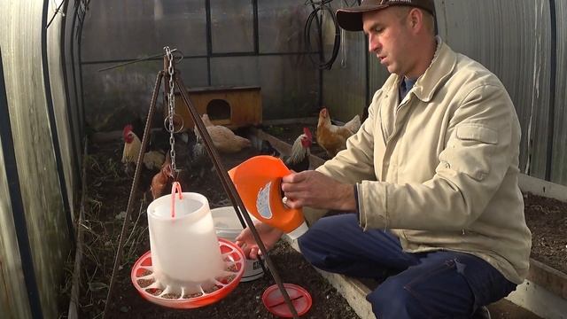 Курятник в теплице. Возможно ли содержать кур зимой в теплице.
