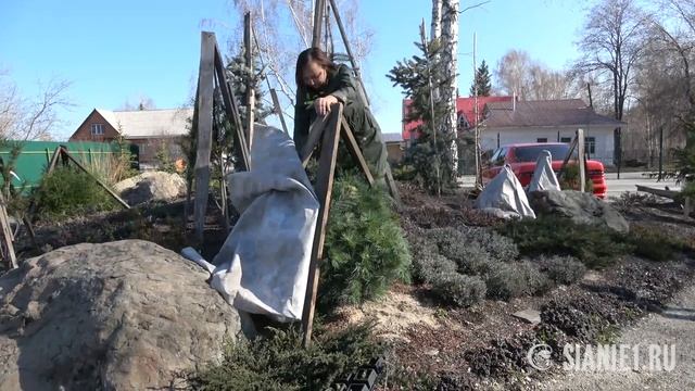 Туи и ели - укрытие на зиму