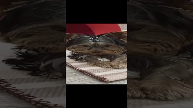 эмили 2