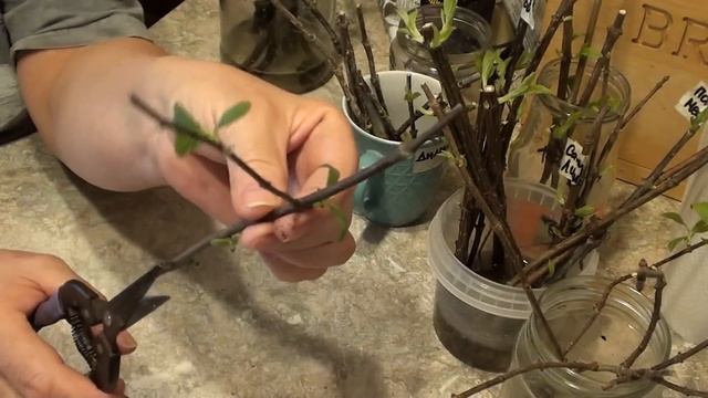 Зимнее размножение гортензий зеленым побегом и укоренным черенком в воде !