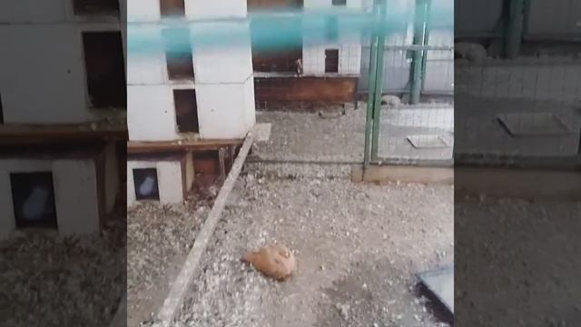 Ылитные голуби и дворовые воробьи