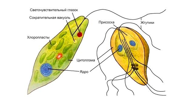 Подцарство Простейшие