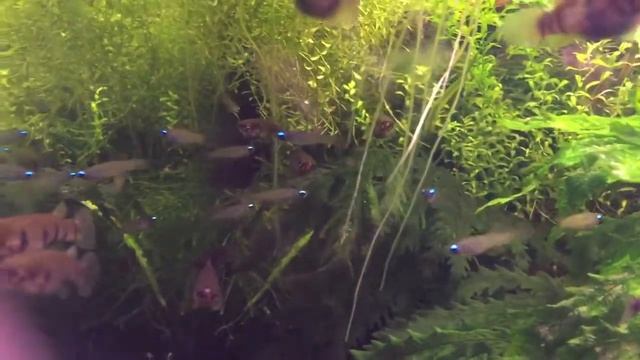 Голубоглазка Нормана (Aplocheilichthys normani)