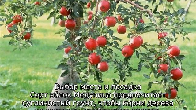 Яблоня Медуница