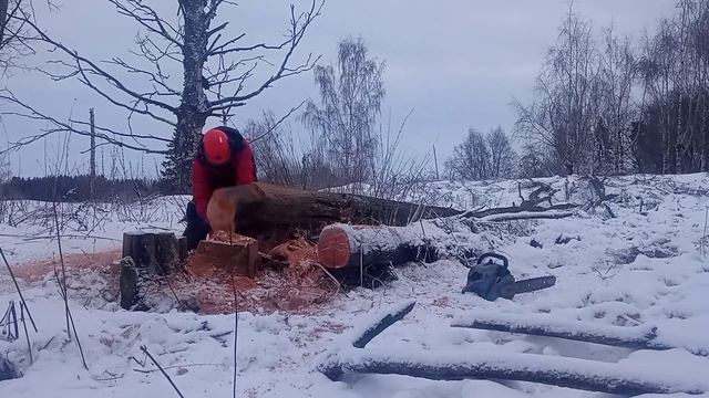 Chainsaw testing Komatsu Zenoah g380avs