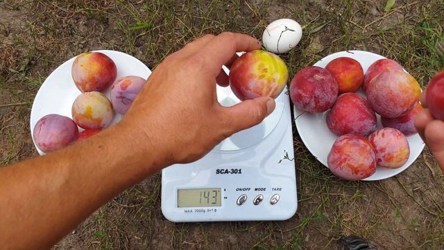 СЛИВА ФОРМОЗА / PLUM FORMOZA / ДИПЛОИДНЫЕ СЛИВЫ