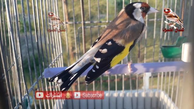 اعظم تغريد لتحفيز انثى الحسون على التزاوج