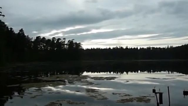 Небольшое болото в лесу, Тверская область (12.07.09)