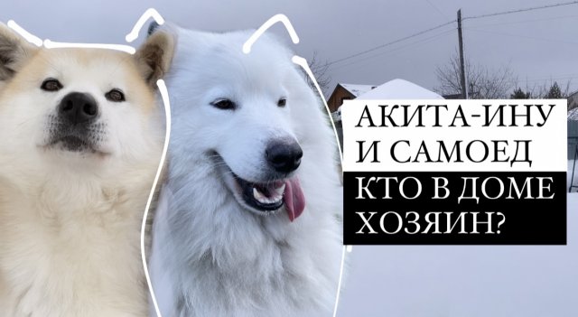 Мои Собаки. Самоед и Акита-Ину