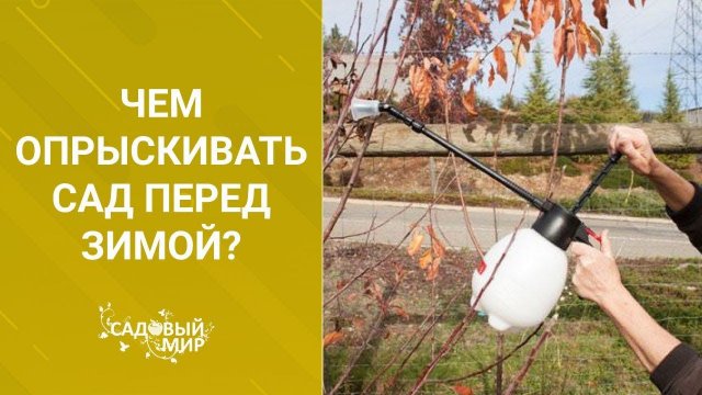 Чем опрыскивать сад перед зимой