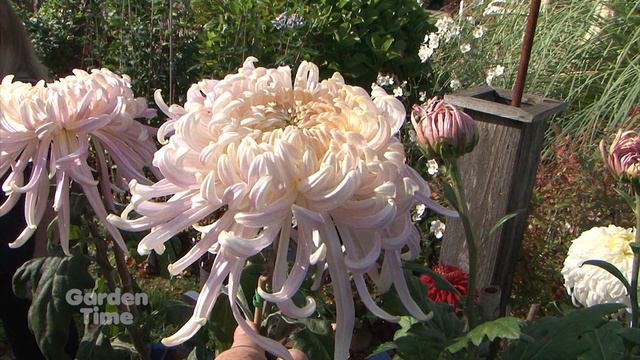 Spring Chrysanthemum Starts