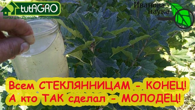 НЕ ОПОЗДАЙТЕ! ЭТО СРЕДСТВО УНИЧТОЖИТ ВСЕХ ВРЕДИТЕЛЕЙ В ЯГОДНИКАХ. Даже почвенных и скрытых.