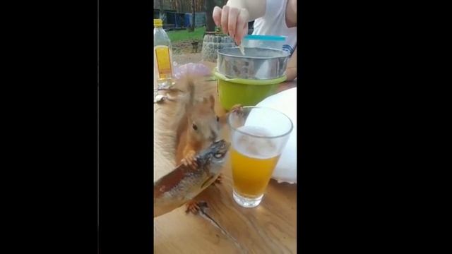 видосы