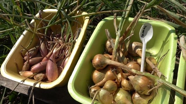 Семейный лук 2021. Обзор 13 сортов