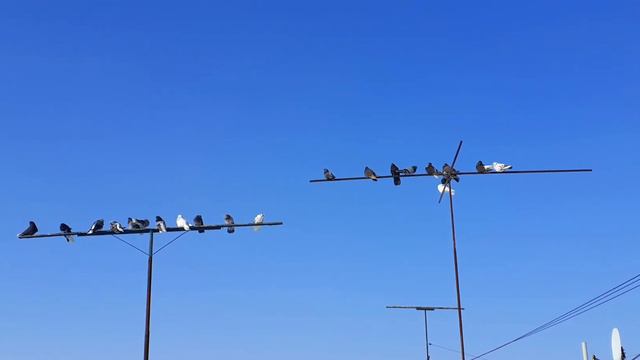 Луганск, голуби Игоря Тихонова