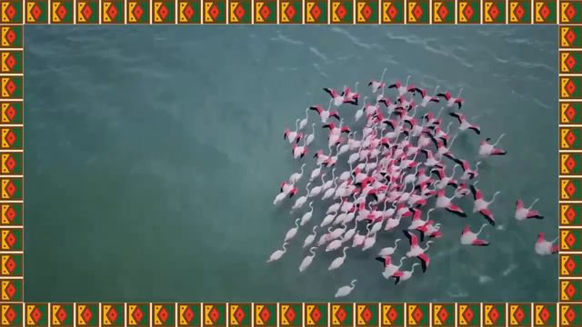 Удивительный мир животных