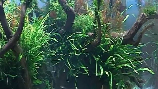 Аквадизайн