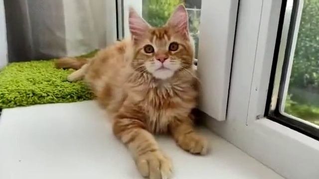 Кот Мейн-кун Красный мрамор