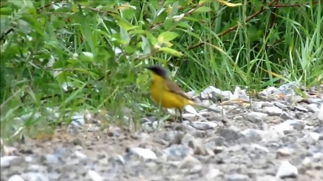 1 Певчие птицы 43 вида в одном видео и примеры их пения