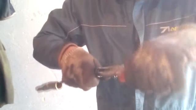 Замена маслосъемных колпачков ваз 2110 16кл