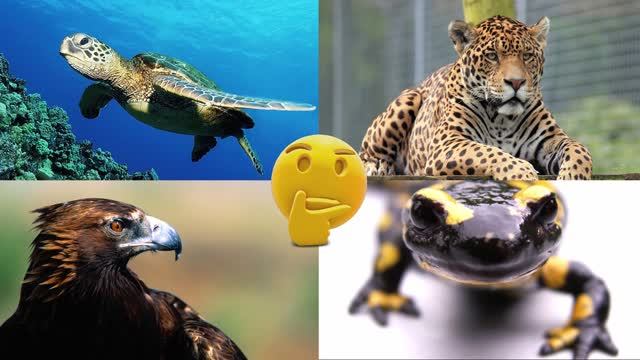 Развивающее видео для детей про животных | Угадай, где правильный ответ! | Выпуск 5