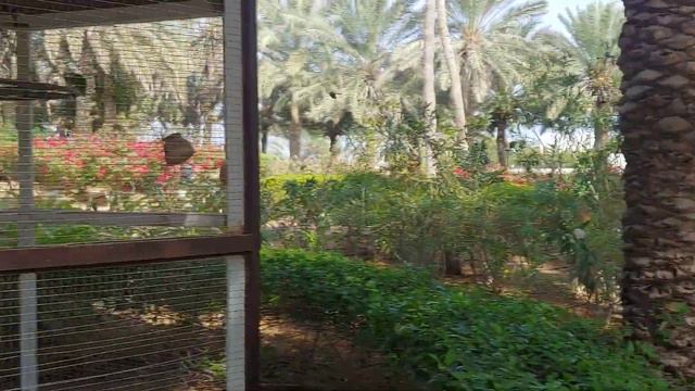 Coral Beach Resort Sharjah январь-февраль 2019  отзыв.