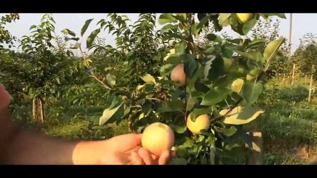 Яблоня сорт Мечта