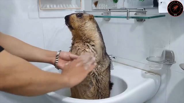 Сурок купается в домашних условиях. Моем сурка дома.