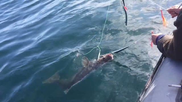 Палтус Баренцево море