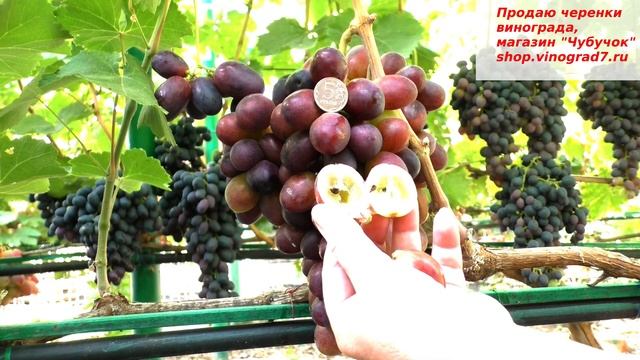 Виноград ОЛИМП огромные ягоды, большие, огромные грозди и это все о нем: вкусный сладкий король!