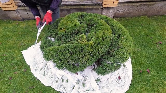 Можжевельник Казацкий. Простая топиарная стрижка.