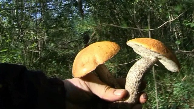 Шикарные грибные трофеи
