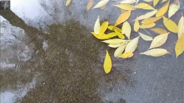 16:37 Группа " Високосный год"