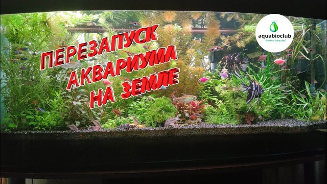 Перезапуск аквариума на земле.