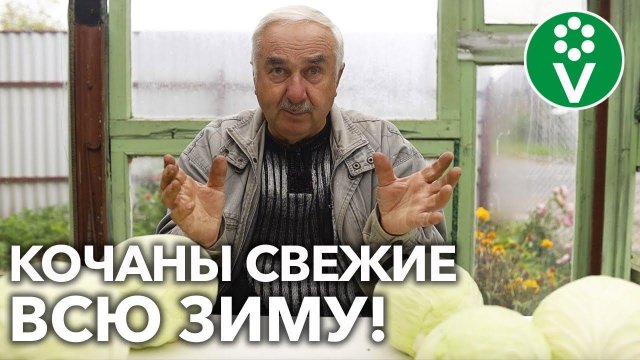 КАК ХРАНИТЬ КАПУСТУ ЗИМОЙ?! С этими способами она всегда будет на вашем столе!