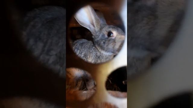 нам отдали ежа на передержку. увидели жука носорога. ёжик быстро бегает.кролики не едят морковь ?